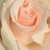 Roza - Vrtnica čajevka - Csini Csani